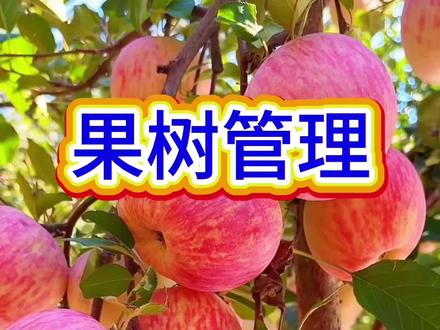 果树埋个土霉素,挂果多到加一倍#果树#果树种植#农业种植#三农