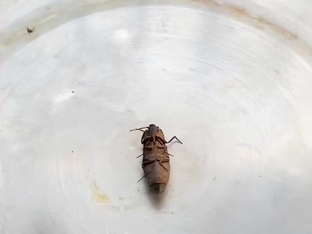 野外遇到这些虫一定要注意,千万不要碰! #虫#昆虫#神奇动物在抖音#科普
