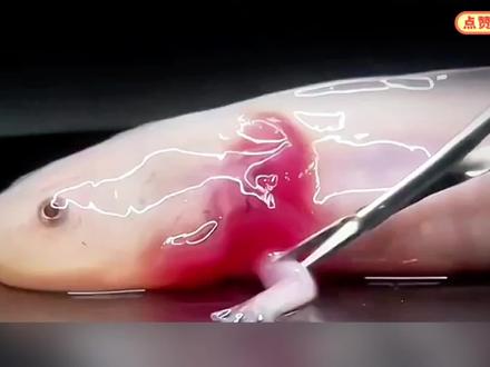 你们羡慕的不死之身 其实是囚禁我一生的牢笼 #美西螈 #动物世界 #说唱科普 #神奇动物在抖音 #一代人有一代人的动物世界