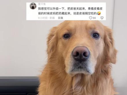 哈哈哈哈哈哈哈哈哈哈皮:耶 胜利了#金毛 #狗狗 #狗狗的心思都写在脸上了 #金毛日常生活视频