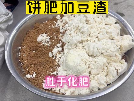 自制有机饼肥,豆渣花生饼加一起,肥力超强,瓜豆必备首选肥料 #发酵有机肥 #发酵黄豆有机肥 #饼肥制作