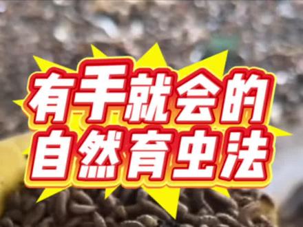 有手就能做的育虫方法,只要鸡蛋和猪血#黑水虻#黑水虻养殖
