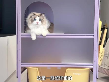 自制猫砂盆教程|不带砂的顶出式猫砂盆🐈 再也不用担心小猫上厕所带出满地猫砂了
还有不懂的评论区交流吧~期待你们交作业哦😘
#自制猫砂盆 #自制猫砂盆教程 #手搓猫砂盆 #猫砂盆