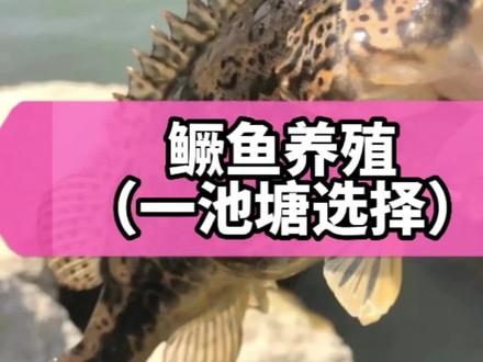鳜鱼养殖方法(①池塘选择)#鳜鱼季 #鳜鱼 @抖音小助手 #鳜鱼苗 #鳜鱼养殖 #抖音头条