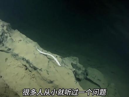 原来神话从不是凭空想象,现实中真的有“龙”的存在✨隐居地底千万年的洞螈,通体透明、形似龙崽,拥有不老之身、极致耐饿、磁场感知的逆天能力,是地球上最神秘的生物之一。它熬过了无数岁月变迁,如今却濒临危机,一起认识这只地底神兽#生物科普 #洞螈 #现实版龙 #神奇动物#远古生物