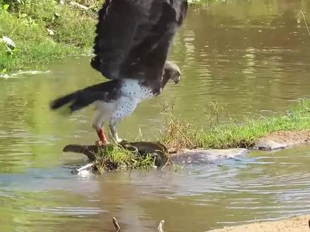 实拍老鹰捕杀巨蜥全过程,巨蜥毫无还手之力,结局让人意外! #老鹰 #奇闻 #猎奇 #巨蜥 #动物世界