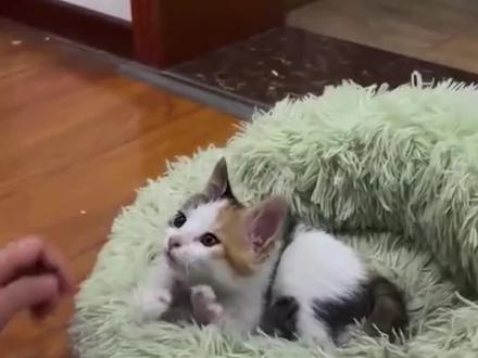 剪错猫咪指甲如同截肢⁉️猫指甲正确护理方式
今天分享一些关于猫咪指甲的迷思:
👉猫咪的指甲结构是什么样的?
👉猫咪指甲分层开裂/整个掉了是不是受伤了?
👉该怎么帮猫咪剪指甲?
👉去爪术是怎么回事?
觉得有用的家人记得收藏,有问题欢迎在评论区提问,科学养猫,关注锤妈❤
#新手养猫 #抖in萌宠计划 #科学养宠攻略 #萌宠出道计划 #幼猫喂养指南