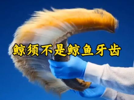 鲸鱼吃东西不用牙齿#鲸鱼 #鲸须 #内容启发搜索