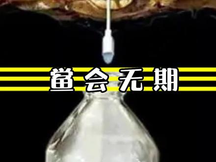 存在了4亿年之久的蓝血生物,如今被疯狂抽血濒临灭绝!动物活化石:鲎。#科普#奇妙知识在抖音 #神奇动物在抖音