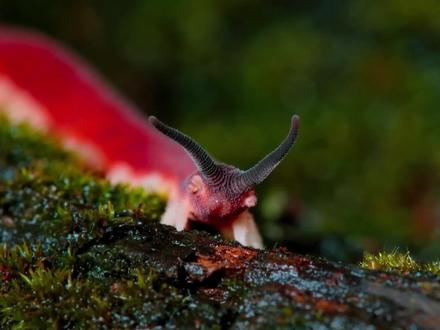 它虽身材短小,但捕猎就像在释放“生化武器”,能够迅速黏住猎物#大自然 #天鹅绒虫 #寄居蟹换壳 #微距摄影