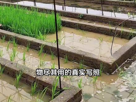 屋顶蓄水藏玄机,降温护屋还增收! #蓄水 #楼顶养鱼 #科普一下 #房屋养护 #涨知识