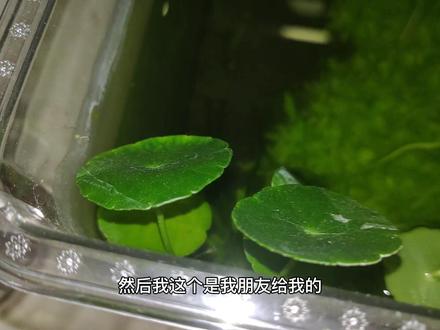 在网上买的水草泥,送的对叶水草种子长得越来越好看了。 #养鱼日记 #鱼缸里的大自然 #观赏鱼 #玻璃中的大自然 #水族 #玻璃缸中的大自然 #水草缸 #养鱼养心 #养鱼 #孔雀鱼