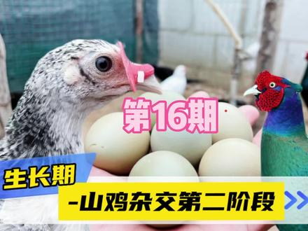 第16期|星期天逛花鸟市场,买了两只鸭子咱们尝试一下和鹅杂交吧#杂交鸡 #鹅鸭杂交 #花鸟市场