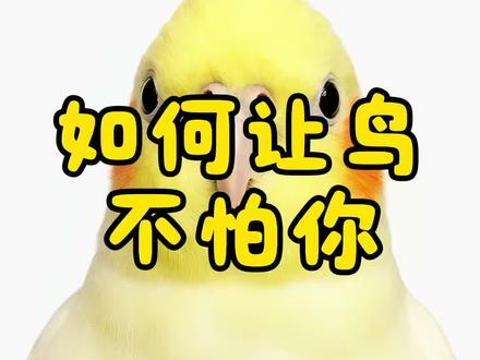 如何让鹦鹉不怕你#手养鹦鹉 #鹦鹉鹦鹉萌萌哒逗鹦鹉 #鹦鹉训练 #新手养鹦鹉 #鹦鹉日常
