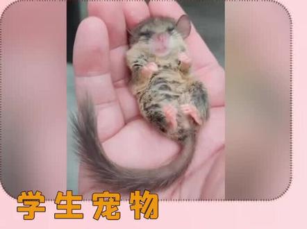学生宠物-睡鼠#萌宠 #抖音小助手 #宠物 #学生党 #00后 #养鼠日常分享 #睡鼠