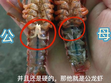 怎么区分龙虾公母教学来了,赶紧学习一下去养小龙虾吧,没准第二年就实现小龙虾自由了!#龙虾养殖 #小龙虾 #养殖大户银银猪#养虾人