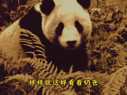 祥祥到死都没有原谅那些人,也没有向人类求救。祥祥不要怪你的奶爸,他只是一个普通的饲养员,他没有那么大的话语权,你去了潘大星,你的奶爸非常心痛辞职了。#大熊猫 #不止我一个想rua大熊猫 #来这吸熊猫