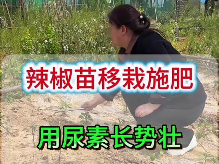 辣椒苗移栽施肥用尿素还是复合肥#种辣椒#辣椒种植技术#辣椒施肥#辣椒高产#三农