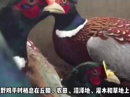 野鸡白天在山林中觅食,晚上都去哪里了呢?看完你就知道了 #野鸡 #科普一下 #动物冷知识