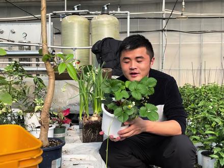 想实现草莓自由吗?仅仅需要三点,教你从零到爆满盆 #养花 #草莓 #园艺