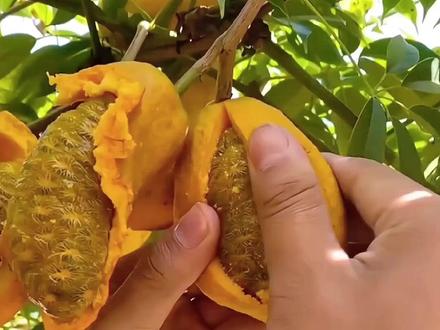 #九月黄 软糯香甜,非常好吃,现在正是种植九月黄的时候,南北方都可以种,想尝鲜的你也种上一些吧#新鲜采摘 #优质农产品 #家庭种植