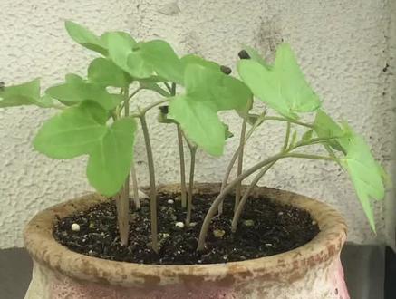 牵牛花的成长日记#牵牛花