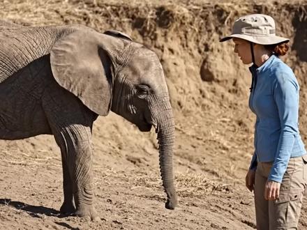 妈妈不慎掉进坑里,小象跪求人类帮忙,结局很暖心