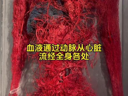 80|人体内环形不息的生命线——血管
#科普 #人体 #标本 #科普一下 #博物馆