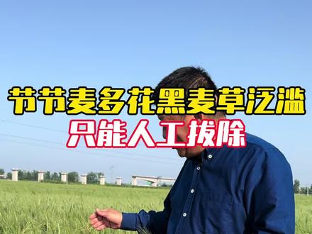 节节麦多花黑麦草泛滥,只能人工拔除#小麦#小麦种植大户#小麦高产管理方案 #毛国富大田高产管理