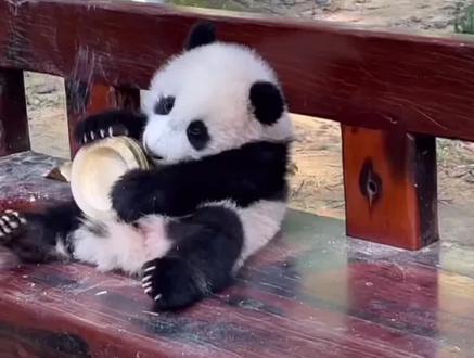 青姐科普妹猪咬人疼吗🤣 #妹猪的日常 #妹猪熊猫 #来这吸熊猫 #长隆野生动物园 #不止我一个想rua大熊猫