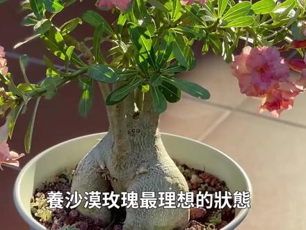 给大家分享一个沙漠玫瑰的养护视频,受益匪浅