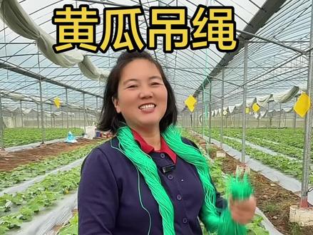 以前的旧绳子全部取掉了,今年要重新换新绳,#蔬菜吊蔓 #三农 #新农人计划 #新农人创业 #抖音助农