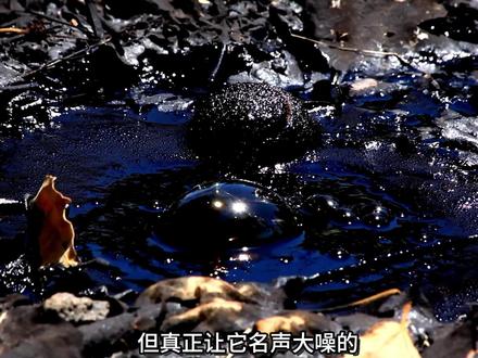 它是冰期北美大陆的霸主也是最重情义的王者,虽然叫狼却和狼无关 #史前巨兽 #远古生物 #科普 #动物纪录片解说