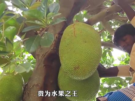 一年结果几十个的木菠萝树,种植其实很简单 #菠萝蜜 #科普一下