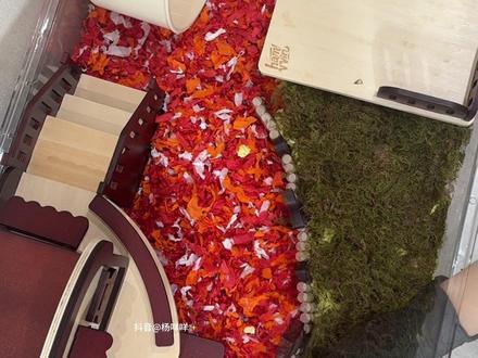 抄鼠鼠家|新春第一景,鼠鼠的面包小屋,75基笼,不得不夸赞憨尾这套家具吼吼看!#仓鼠笼造景 #布置仓鼠笼子 #抄鼠鼠家 #沉浸式体验 #金丝熊