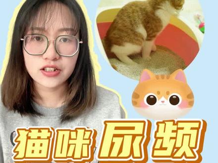 猫咪尿频咋回事?怎么办?#养宠进阶指南 #猫咪尿频 #猫咪 #萌宠出道计划 @抖音小助手