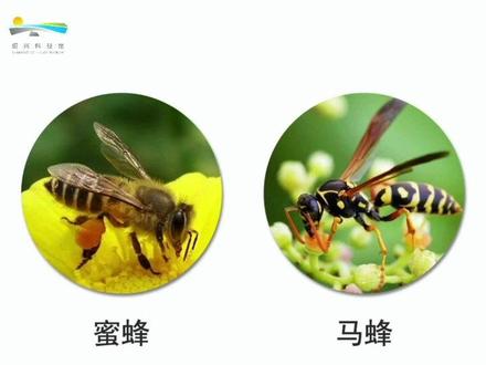 如何准确区分蜜蜂和马蜂呢?