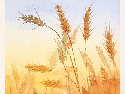 夕阳下的麦穗金灿灿的#水彩 #水彩呀水彩 #水彩风景 #画画 @我要上热门 @抖音小助手
