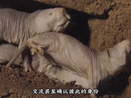 在没有阳光的地方,母亲成了权力!#裸鼹鼠 #权利 #老鼠 #基因锁 #神奇动物