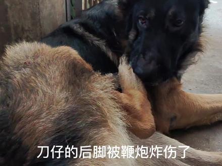 狗狗 德牧 刀仔 鞭炮炸伤 #德牧 #狗狗