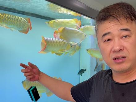 鱼缸里的蛋白虫怎么彻底消灭?自研方法嘎嘎好用,魔毯加400-500目网轻松解决!#老王养鱼 #龙鱼 #虎鱼 #养鱼日记#蛋白虫