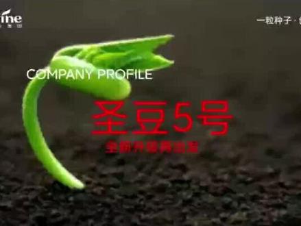 高产高油大豆首选品种——红毛壳圣豆5号!#高产大豆 #振兴乡村 #农业种植 #高油 #高产大豆