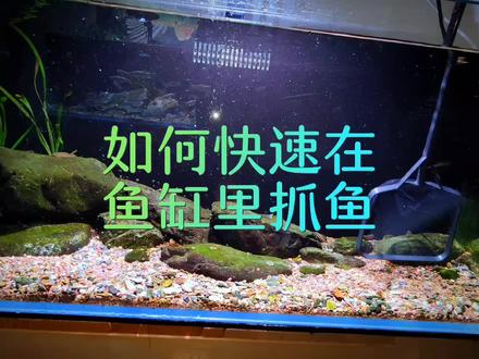 给大家分享一个翻缸如何快速抓出小鱼的方法。#养鱼人 #抓鱼 #原生缸 #快乐养鱼人