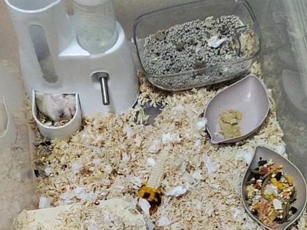 网上说,仓鼠是独居动物,不能合笼养,会打架
网上说,鼠妈生娃之后,不能用手碰鼠宝,有异味,鼠妈会吃掉鼠宝
网上说,鼠妈生娃之后,要把公母分开,不然鼠爸会骚扰,咬,吃掉鼠宝
...............
但是,我养的这一对仓鼠,他们不一样,他们击碎了仓鼠基因链条中一个又一个定律,他们刷新了我对仓鼠的认知
他们从来不打架,夜深人静的时候,会在一起亲亲,但是没有开灯,一开灯他们就不亲了,我没有拍到
鼠妈生娃之后,不管我怎么玩鼠宝后放回去,鼠妈都一如既往的爱护,一点都没有吃的迹象
最让我震惊的是。。。鼠爸鼠妈原本是住在屋里的,鼠妈生了之后,鼠爸他居然跑出去外面睡了,把屋子就给鼠妈照顾鼠宝。鼠爸每天除了进去看看它的仔以外,其他时间全在外面。
#仓鼠 #仓鼠宝宝的日常