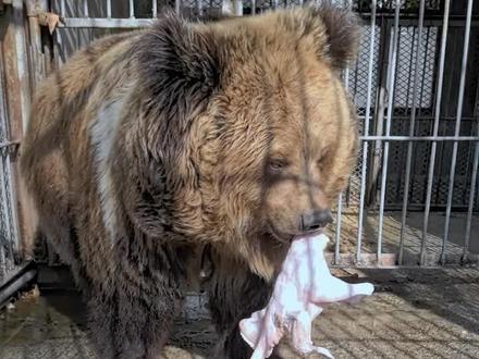 棕熊吃鸡了,这是连吃带拿的,吃个肉还带打包的#动物园