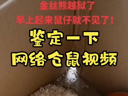 【网络仓鼠视频鉴定 62】为什么仓鼠越狱很难被找到?#仓鼠 #鼠鼠教 @DOU+小助手