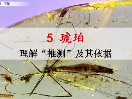 四年级下册语文《琥珀》课文讲解