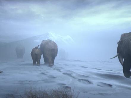 #史前巨兽 猛犸象之间如何怎么打架的呢?