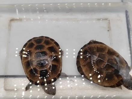 西非侧颈龟和沼泽侧颈龟,两种高度相似的龟,它们怎么区分 #西非侧颈龟 #沼泽侧颈龟 #观赏龟