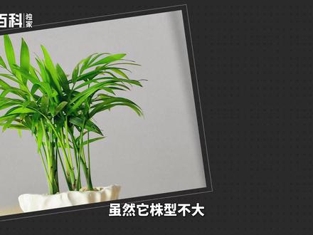 袖珍椰子——因株型酷似椰子树而得名#袖珍椰子